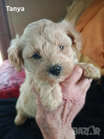 Малтипута , снимка 2 - Други - 53781804