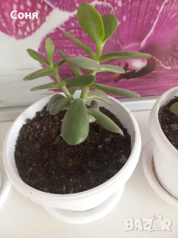 Дървото на живота  , снимка 4 - Стайни растения - 39996709