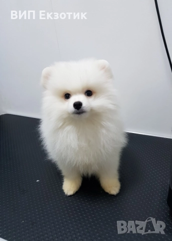 ПРОДАВА МИНИ ШПИЦ