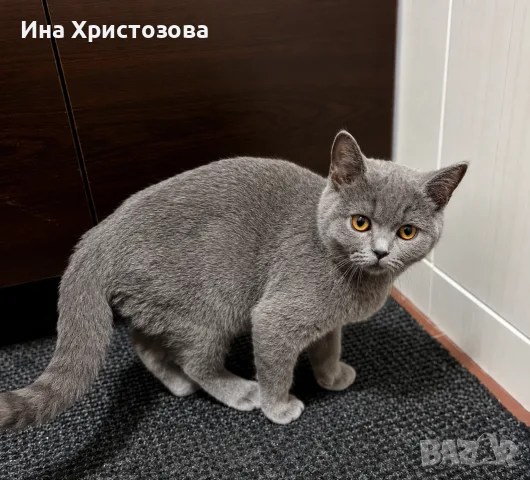 Британски късокосмести