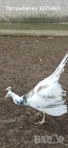 продавам пауни Сребърни ,арлекини ,индийски и Бели , снимка 4 - други­ - 53077552