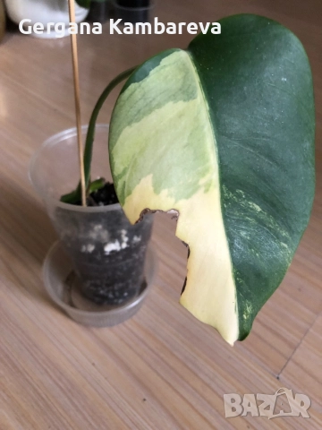 Monstera Aurea Tricolor (Marmorata), снимка 4 - Стайни растения - 52884194