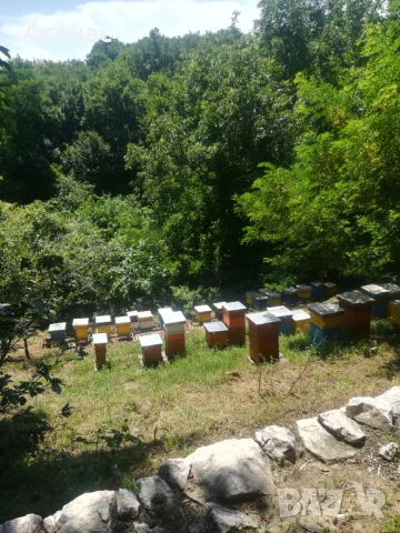 Био пчелен мед от липа, снимка 3 - Пчелни продукти - 50998450