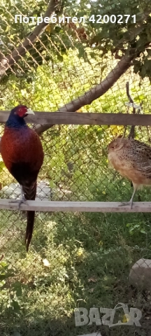  Фазани , снимка 2 - други­ - 49542295