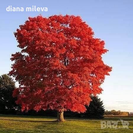 Червен американски дъб / Quercus rubra
