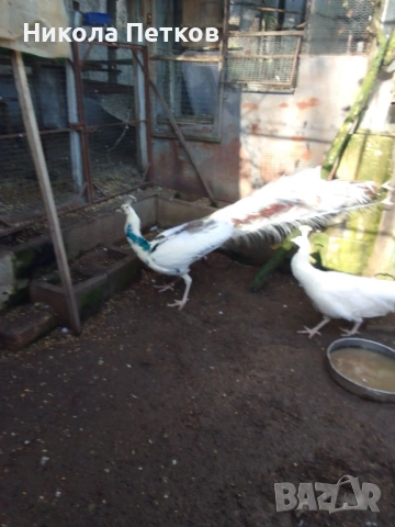 Пауни-сребърен и бяла