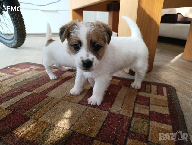 ДЖАК РЪСЕЛ ТЕРИЕР ТВЪРДОКОСМЕСТ РОДОСЛОВНИ РОДИТЕЛИ 