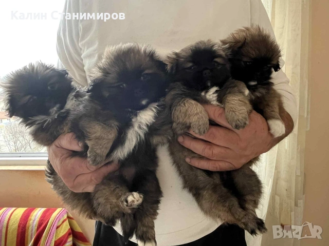 малки пекинезчета, обезпаразитени с първа ваксина търсят своите нови любящи стопани