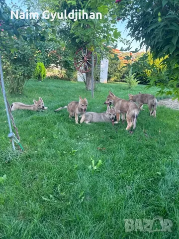 Чехословашки вълчак1