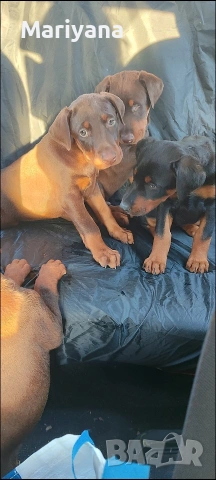 Продавам родословни добермани.Жендки и мъжки.Тел.0884276911, снимка 5 - Доберман - 53745178