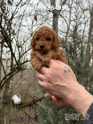 СУПЕР МИНИ ТОЙ ПУДЕЛ Доставка