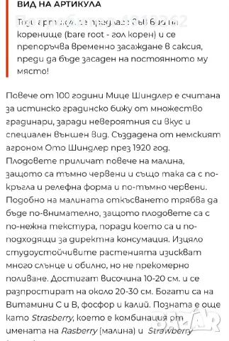 Стар, градински сорт ягоди МИЦЕ ШИНДЛЕР, снимка 3 - Разсади - 56259205