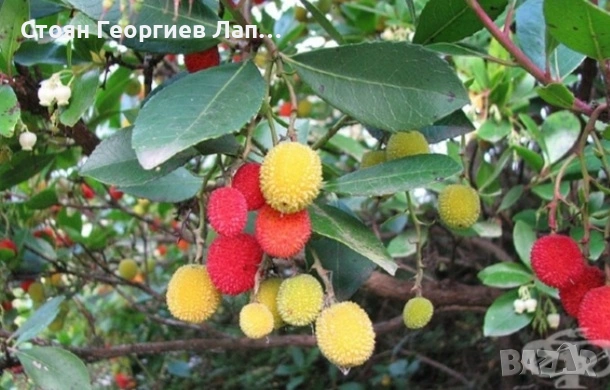 дръвчета ягодово дърво, арбутус , снимка 5 - Градински цветя и растения - 53207252
