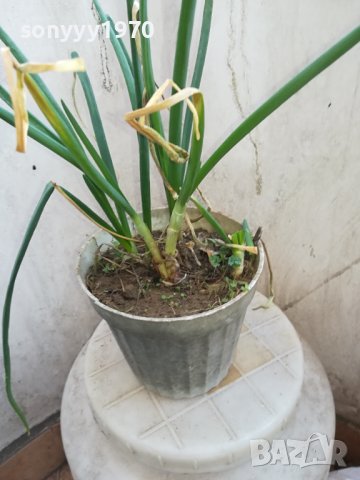 ЛУК ЗАСАДЕН В САКСИЯ 1602241334, снимка 6 - Градински цветя и растения - 44322662