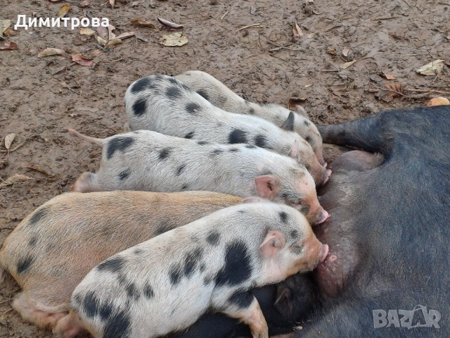Виетнамски прасета