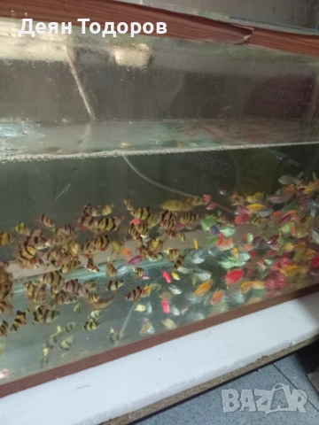 Тернеция 8 цвята, снимка 4 - Рибки - 53786373