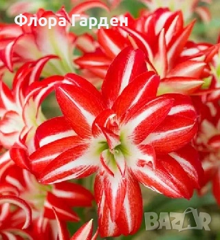 Луковици Амарилис, Хипеаструм, снимка 11 - Сортови семена и луковици - 52256523