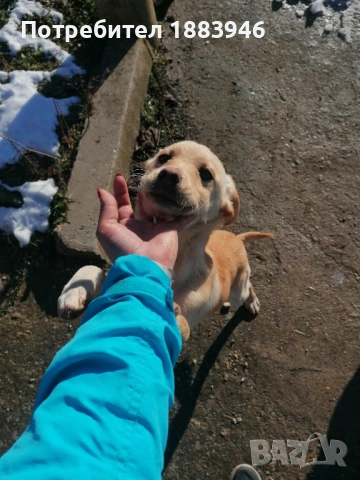 Подарявам кученца, снимка 9 - Други - 53578840