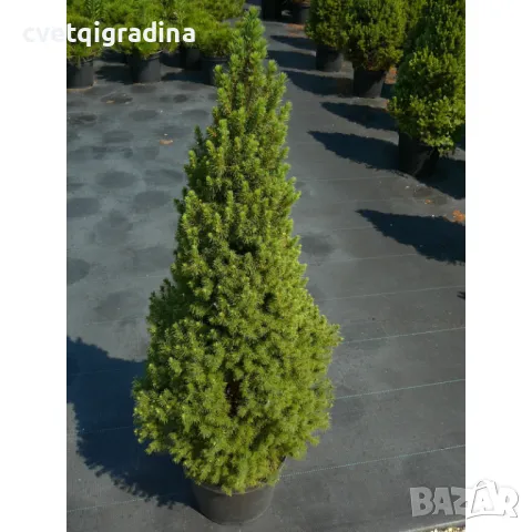 Picea glauca 'Conica'