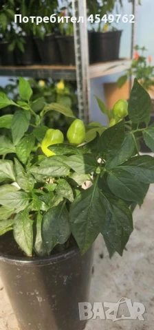 Екзотични люти чушки в саксия, снимка 7 - Градински цветя и растения - 51202444