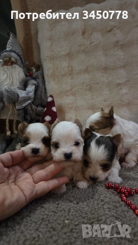 мини йоркшири бяли, снимка 4 - Йоркширски териер - 52826082