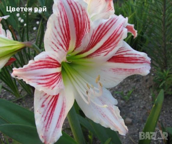 Луковици на 4цвята амарилис 4,50€, снимка 2 - Градински цветя и растения - 53658656