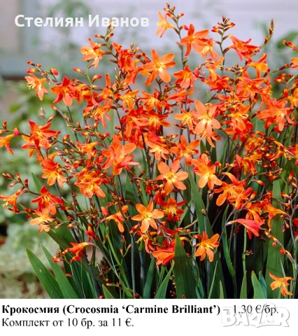 КРОКОСМИЯ (Crocosmia) - РАЗЛИЧНИ СОРТОВЕ (ЛУКОВИЦИ), снимка 2 - Сортови семена и луковици - 53654328