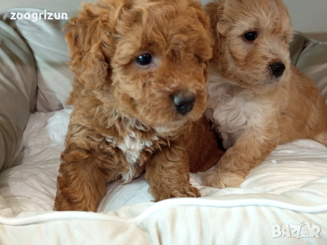 Малки кавапу пудели, снимка 11 - Пудели - 51641128