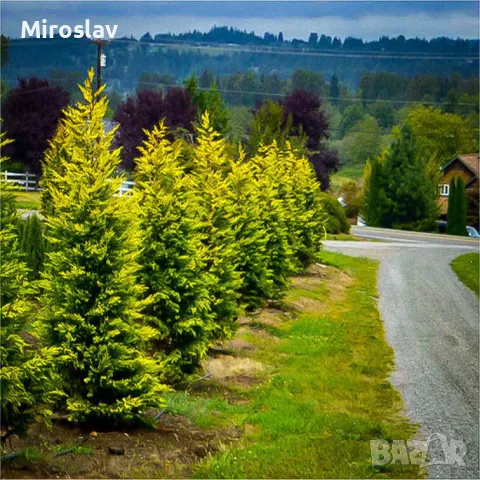 Кипарис Лейланди (Златен ездач)