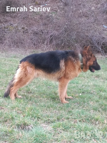 Продавам немска овчарка 