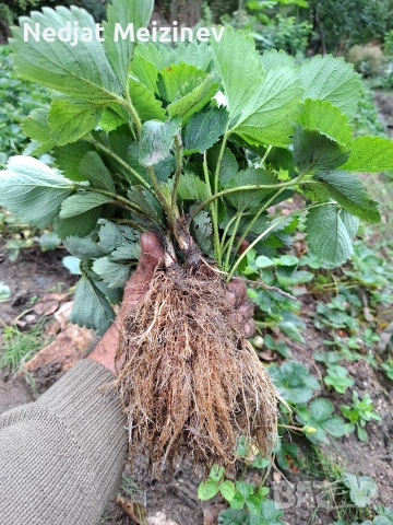 Ягоди сорт Клери, снимка 3 - Разсади - 52894060