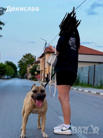 Мъжки питбул за разплод, снимка 2 - Питбул - 49563389