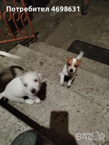 Чихоа, снимка 2 - Чихуахуа - 52967015