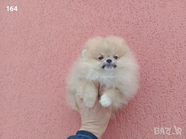 Мъжки и женски Померани. Различни възрасти !!! Реални снимки от 02.02.26 г, снимка 3 - Померан - 53343283