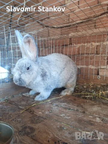 продавам зайци Цика Сребърни и Рексови , снимка 2 - Други - 50803206