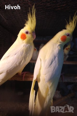Папагали Корели млади 2025, снимка 3 - Папагали - 41400944