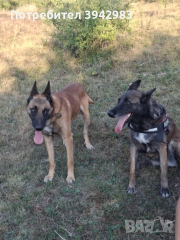 Белгийска овчарка Малиноа , снимка 13 - Белгийска овчарка - 52797025