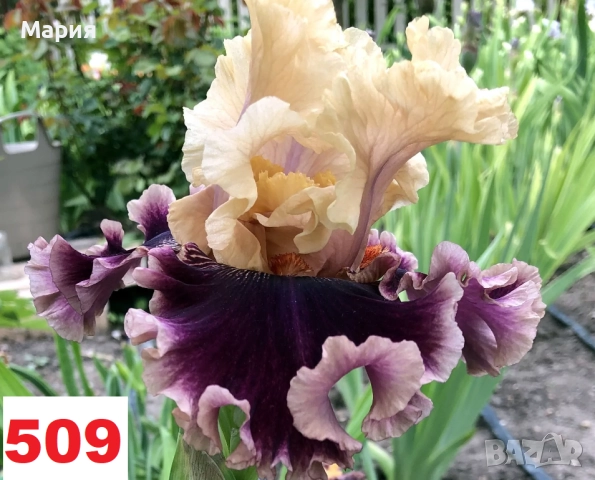 Сортови вискоки ириси /брадати ириси, снимка 9 - Градински цветя и растения - 51459407
