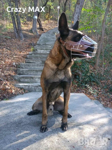 Белгийска овчарка Обучена , снимка 6 - Белгийска овчарка - 53162633