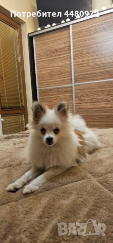 Шпиц/померан 6 месеца