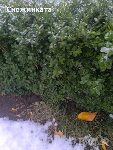 Клончета чемшир за вкореняване, снимка 2 - Градински цветя и растения - 47933293