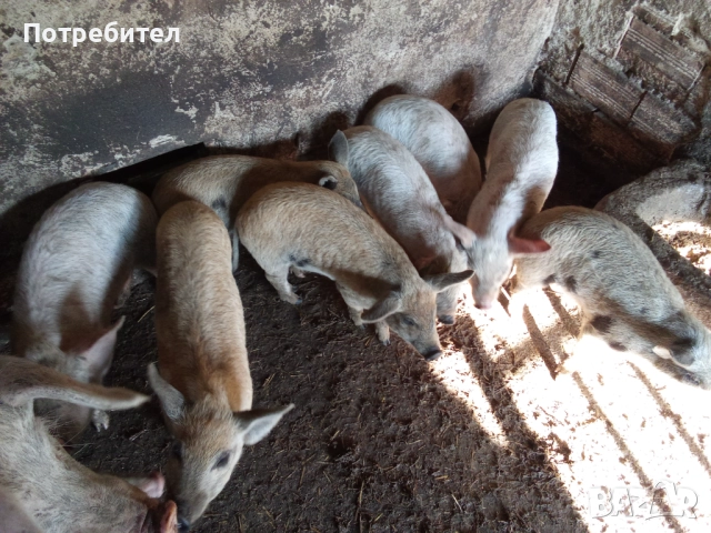 Прасенца отбити имунизирани 150лв, снимка 3 - Прасета - 52661915