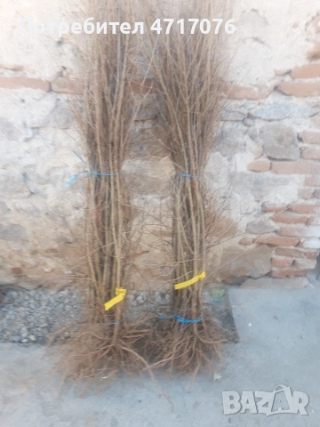 дръвчета нар сорт ундърфул 