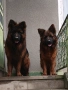 Елитни немски овчарки, снимка 6