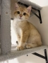 Британски котета, снимка 1