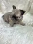 чихуахуа момченце , снимка 3
