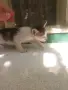 Подарявам котенца , снимка 5