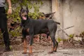 Доберман / Doberman , снимка 6