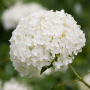 Хидрангея Annabelle Hydrangea, снимка 1 - Градински цветя и растения - 36476745