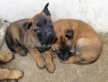 Чистокръвни кученца Белгийска овчарка-Малиноа , снимка 5